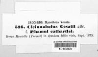 Cicinnobolus cesatii image